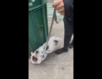 man walking pig on street next to trash