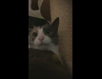 Cat on tower gets startled facial reaction