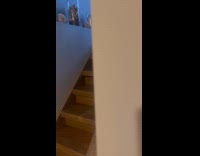 Cat climb down stairs bring toy mouse