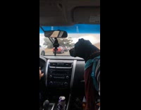 Dog chases windshield wipers