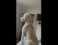 White curly fur dog sit bed stare window