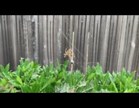 Guy pokes brown spider red box cutter 