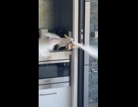 Cockatoo bird steal some packs of sugar