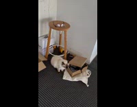 Cat gets scared of the emergency siren 