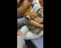 Brown puppy sleeps inside woman beige purse bag on subway train
