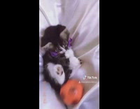 Kitten purple bowtie plays orange soccer ball