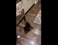 Cat angry for being carried 