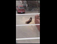 Horse asleep heavily on the side of the road and wakes up