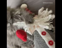 Grey kitten cat plays with santa toy 
