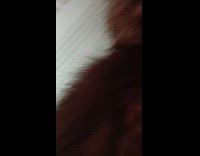 Collab PLC - Kitten sit lay on laptop press keys