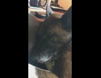 Brown dog sleeping with one eye open and tongue out