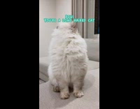 Cat Leans Further Back as it Grooms Itself