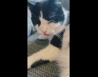 Black and white cat is told that owner loves it 