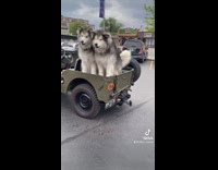 Collab BitchMP - Cop shows green car with two huge dogs in the back