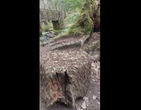 Coins pressed on fallen trees river trail