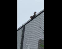 Squirrel on top of fence with crackers