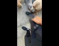Dogs biting and pulling on pants of owner wont stop 