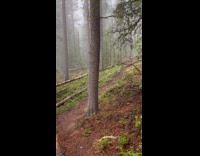 Guy backflip from tree falls on ground