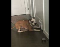 Brown white dog looks through cat door 
