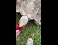 Submitter feeds tortoise petals of flower
