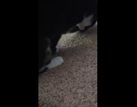 Black cat plays with catnip gets high