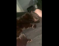Cat gets pat on head falls asleep