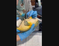 People do ultrasound test on large frog