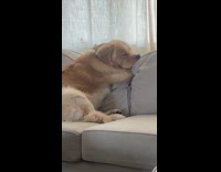Dog fell asleep on couch