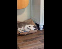 Cat likes to lie down on bag