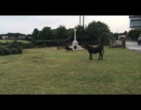 Foal donkey running and circling around near road 