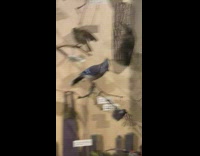 Blue Jay bird guy makes sound he thinks it makes