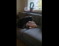 Cat tries to sniff carrier on couch