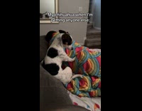 Collab ClipsIG - Chihuahua side eye owner pets other dog