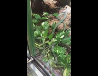 Pet green snake looks at its reflection on the glass Part 1