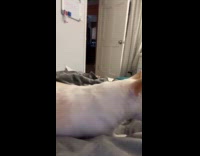 Woman does hungry trend and gets leg humped 