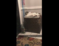 Cat lays on box after scratching it 