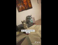Pomsky reacts to walking question 
