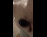 Dog wears bandana my mom is single