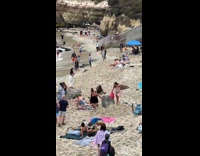 Collab VIBES - Seals chasing people away at shore 