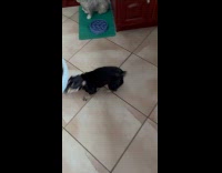 Dog gets excited with its dog food