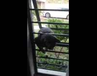 Cat climb and pass through window grills