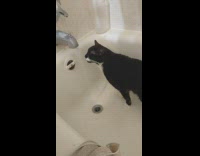 Black cat drink water bath tub faucet