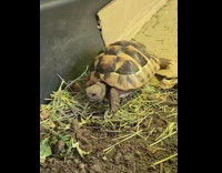Pet turtle tortoise slides down cardboard ramp