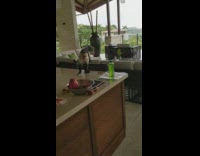 Monkey jumps on the table and steals the lychee