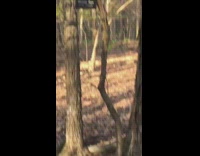 Blue shirt guy reads signs park persimmon 