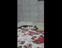 Cat hits girl trying to pet it 