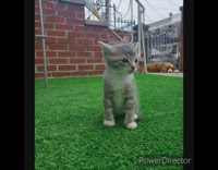 Compilation grey kittens meet brown white dog 