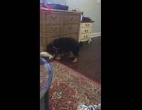 Small puppy plays with stuffed animal 