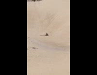 Guy slides down sand dune on bodyboard and falls off at the bottom