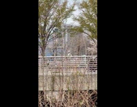 Person dressed as alien at park 